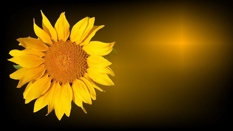 Sun Salutation