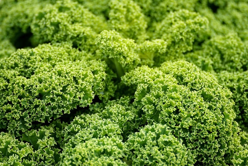 Kale vegetables
